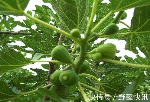 好处|农村一种不起眼的叶子,拿来泡水喝,有此3种好处,女人都喜欢!