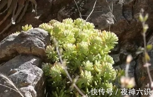 合适的时机,正确的施肥,助力多肉美翻天