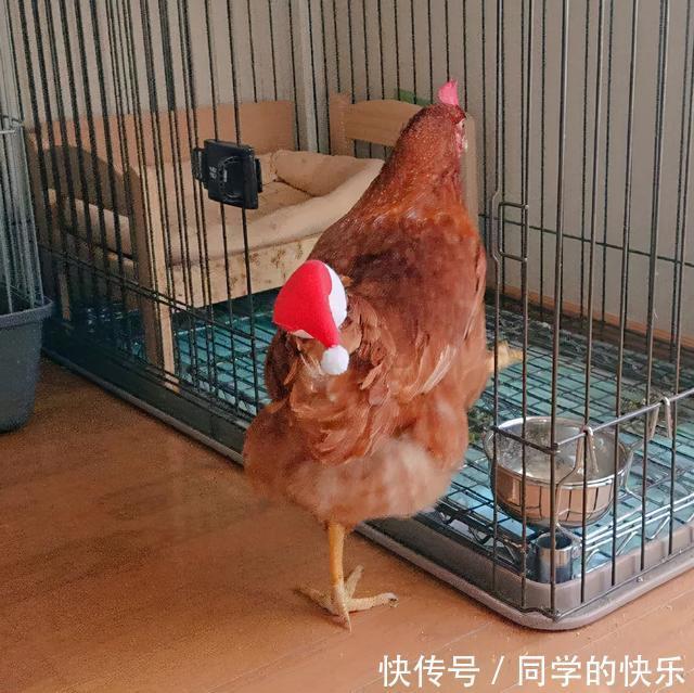 |翻开前信誓旦旦:这一定是米奇 冷段子2023