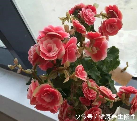 养花杀手的“臭毛病”,怪不得总是养死花,看看你占了几条!