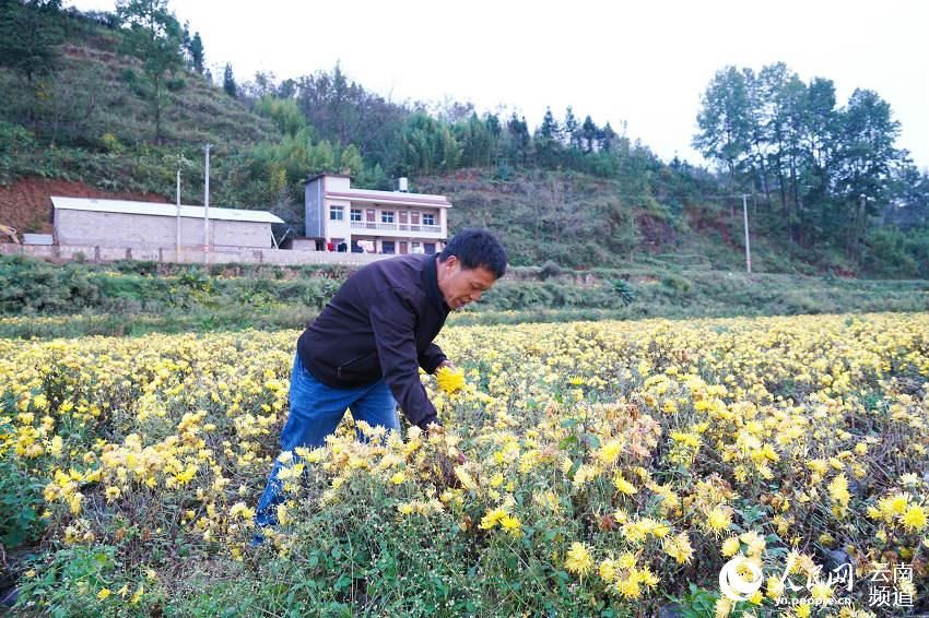 瞿广状|满地菊花黄 致富新希望