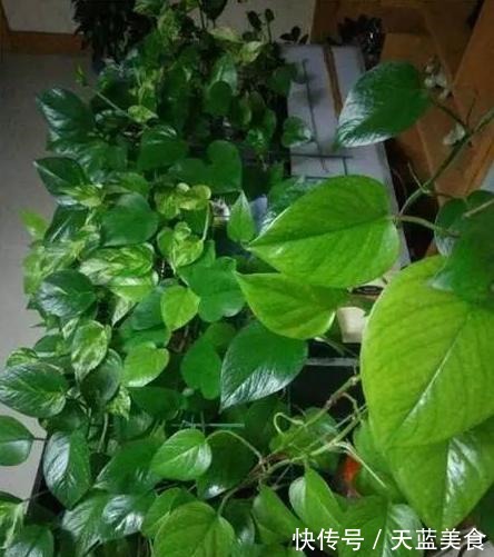 蚯蚓|绿萝最喜欢“3种水”,不是淘米水,只需一点点,叶子绿的反光