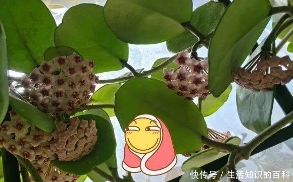 想省心就养这些花，没有病虫害，就爱开花！想省心就养这些花，没有病虫害，就爱开花！