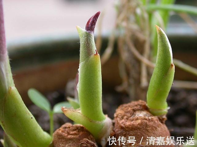 漂亮|厨房吃不完的5种菜，种“花盆里”，变盆景开花美，能吃好几茬