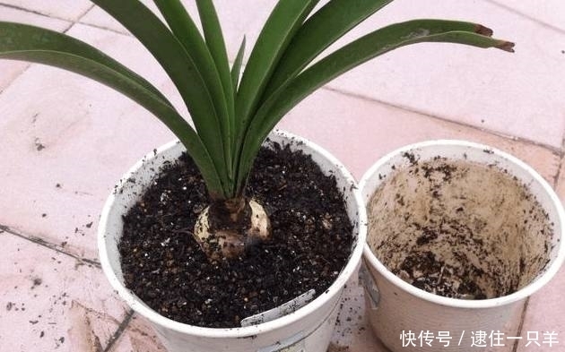 植物换盆后不易养活？老花农教你一招，换盆后蹭蹭疯长