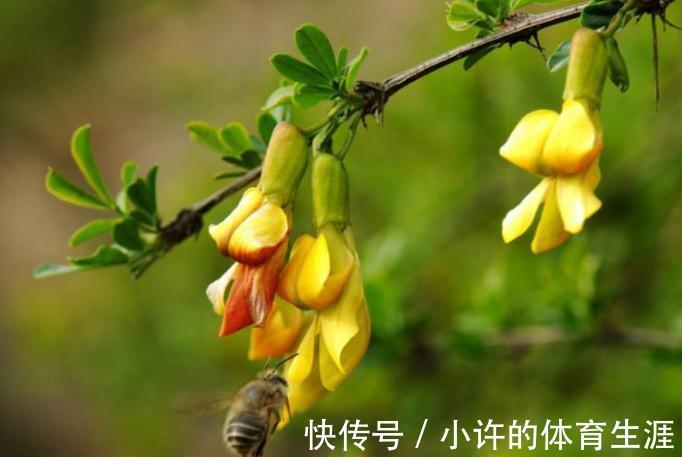 金雀盆景怎么浇水好,金雀养护有哪些注意事项