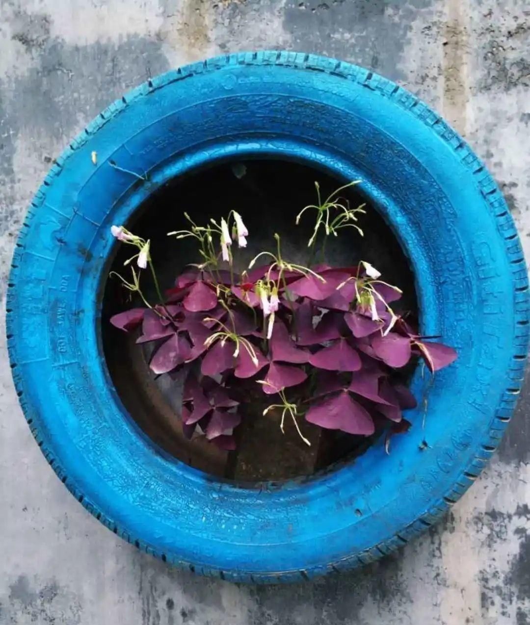 塑料瓶|旧筷子、老干妈瓶别扔,拿来养花效果好,省下一笔养花钱