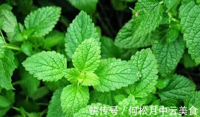 江南人|60种常见野菜，高清大图，收集全了真不容易！