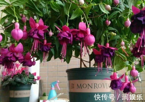 光照|倒挂金钟怎么养开花多教你3个小妙招,养出花繁叶茂的倒挂金钟