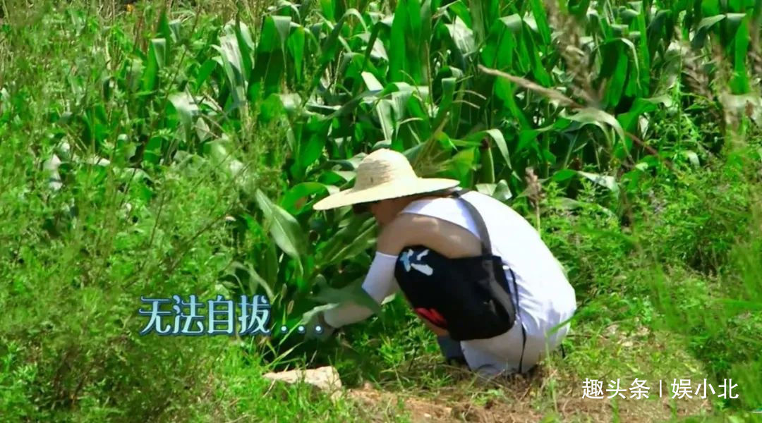 蘑菇|嘉宾重复请、广告太频繁、农活总干不完，被《向往4》劝退