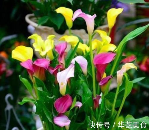 4种福运花,自带福气好养活,谁见了都喜欢,婀娜多姿