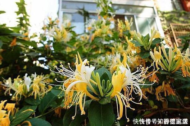 这五种花儿,一个枝条就能种,爬藤爬满墙,开花又多又漂亮