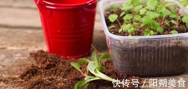 5种花，趁现在“赶紧扦插”，生根快，长得快，一个月就开花