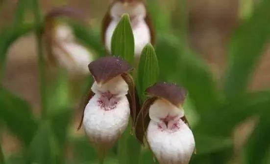 最全的兰花大鉴赏,看看你都见过几种兰花!