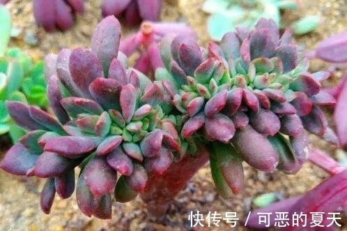 长寿开花变异了,十年都见不到一次,真稀罕