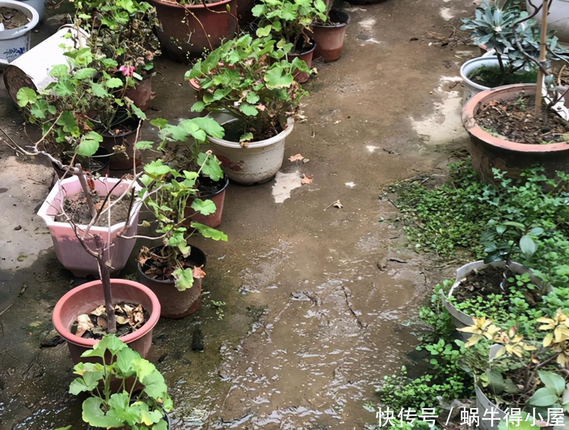 警告:新手养花人常踩中的“雷区”,该早知道