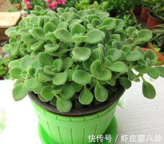 农历十一月大雪过后,养什么花?家里养3种花,繁花似锦四时喜庆