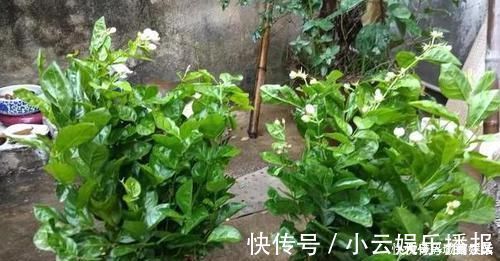 平时该如何管理茉莉花抓住5个重点,植株枝繁叶茂、开花多