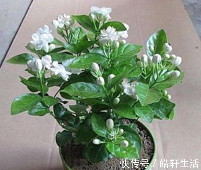 根系|茉莉花干枝黄叶怎么办?1步操作让它焕发第二春,叶绿开花多!