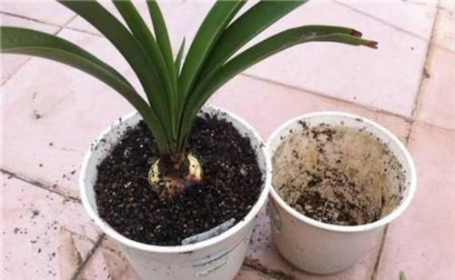 花盆|养花5年,总结出几个超实用养花技巧,5分钟学会,啥花都能活!