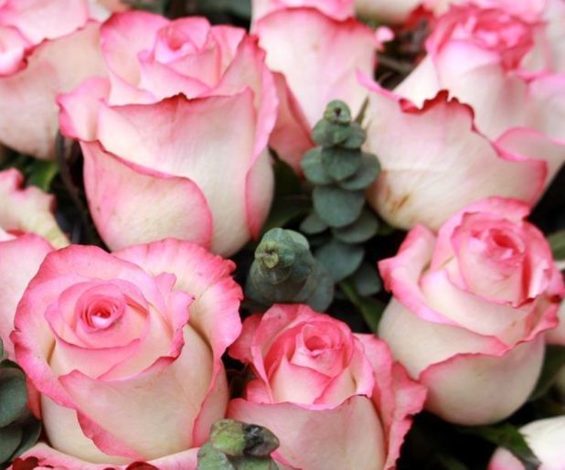 美丽|喜欢玫瑰,优选“精品玫瑰”玛利亚,花开粉粉嫩嫩,可爱美丽