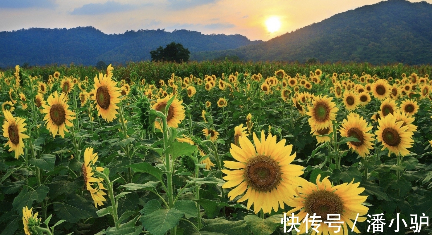 生肖龙|8月底，念念不忘，冰释前嫌，此情不渝，3生肖喜鹊啼鸣，两心相映