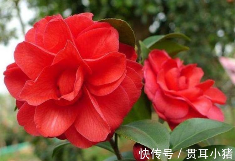 春夏秋冬|最适合新手养的4种花,沾土就能活,枝叶茂盛,四季开花