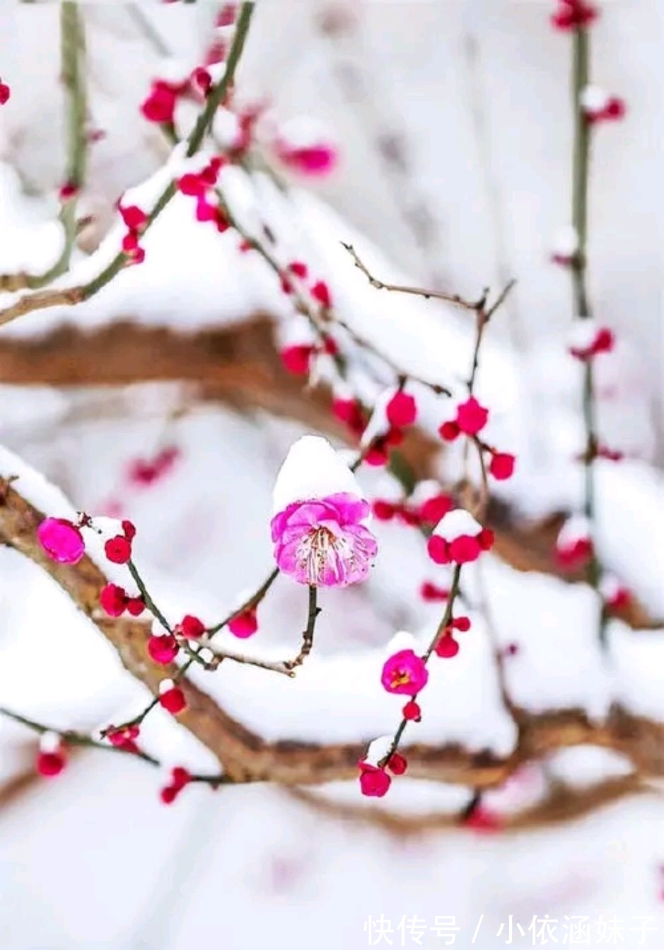 雪银！征联：梅骨几何？雪银十万芳心动，征对下联，并上期应征对联欣赏