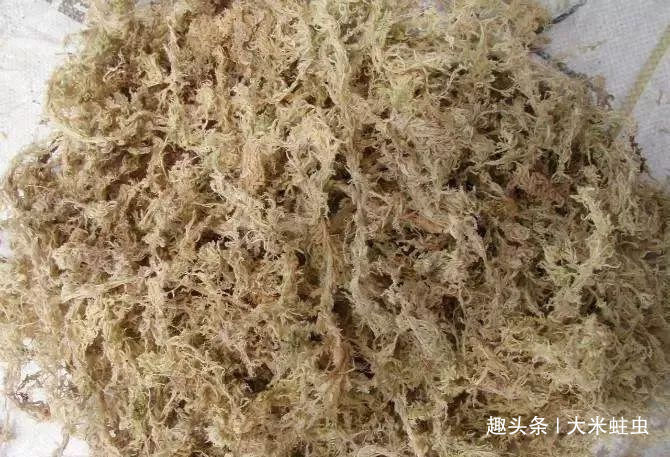 一棵品相绝佳，年年开花的好兰花，根系一定又白又壮