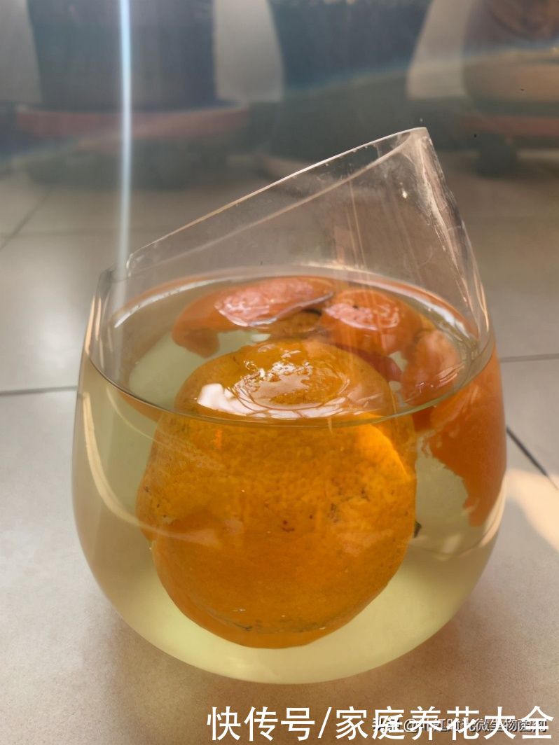 橘子全身都是宝、吃完橘子橘皮也别扔掉、养护花草它可有一套