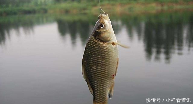 自制|鲫鱼最爱吃的饵料不在渔具店,而在菜市场,这三样东西混合就可以