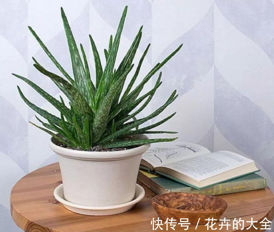 芦荟|夏秋温度高，养芦荟怎么规避黄叶落叶？满足这些条件