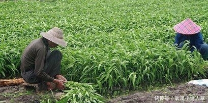 營養均衡|空心菜是“毒中之王”？ 含有大量重金屬？ 醫生的回答一目了然！