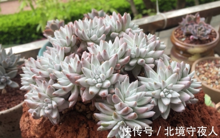 入手了白菊多肉不知道用什么花盆栽种?建议优先选择这三种花盆