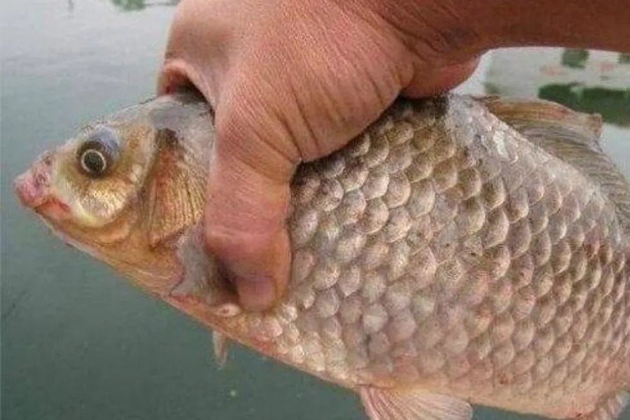 饵料千挑万选,你却不知这添加剂,一试就灵,大板鲫特爱吃