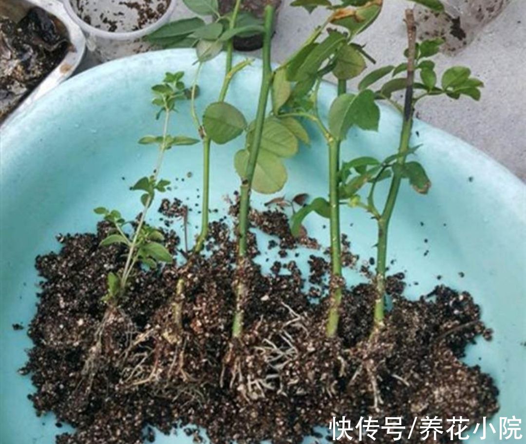 10月以后，6种花还能照常扦插，而且不容易腐烂