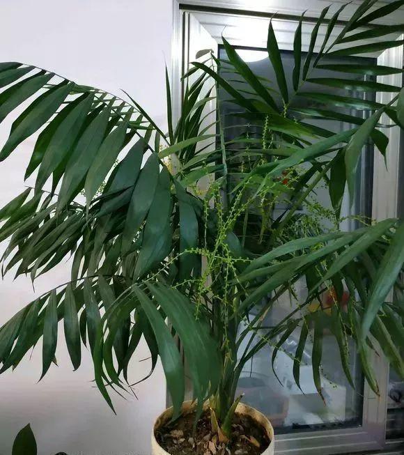 橡皮树|这花就得饿着养,盆越小、水越少,反倒长得更来劲!