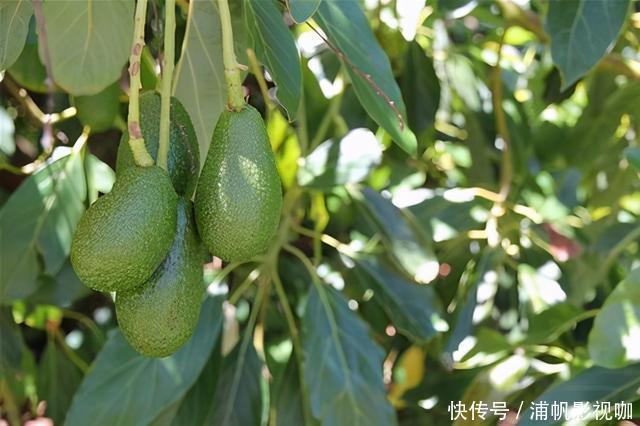 bmi|体重过一百的女人,这4种常见水果越少吃越好,热量高还容易长膘