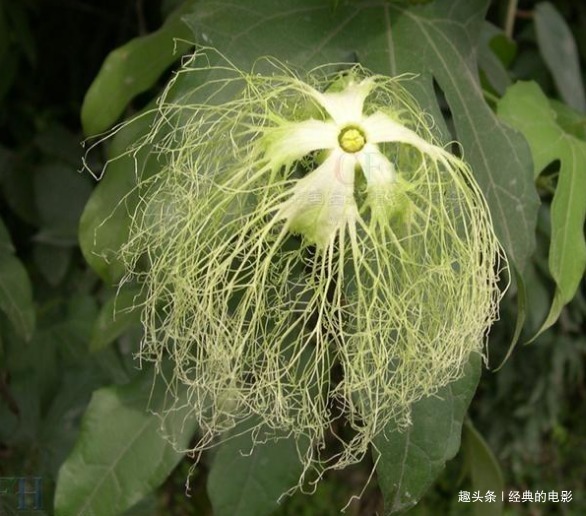 此花是黑夜盛开的幸运之花,黄昏开放白天闭合,奇特之处与众不同
