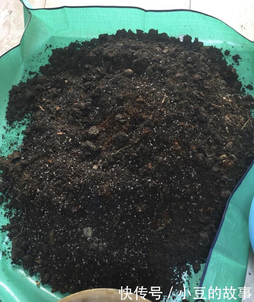 户外挖“2种土”养花,君子兰长得像“大白菜”,茉莉花“爆盆”