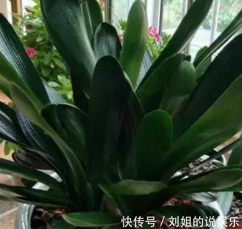 养君子兰,盆里放一块“它”,什么肥不用施,长得油绿、花多