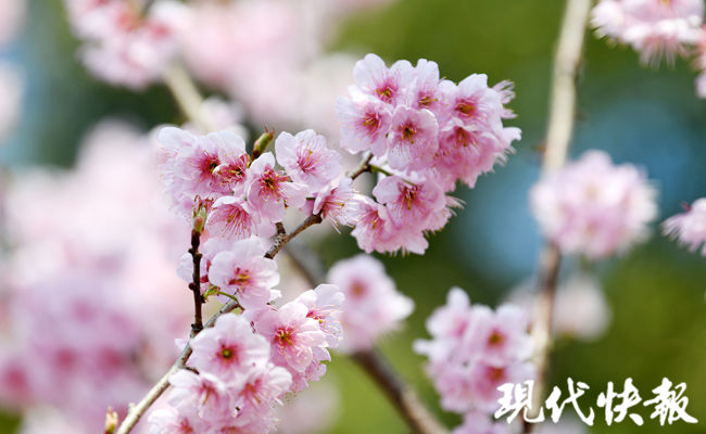 春日|南京中山植物园“拍了拍”你，春日限定美景上新啦！