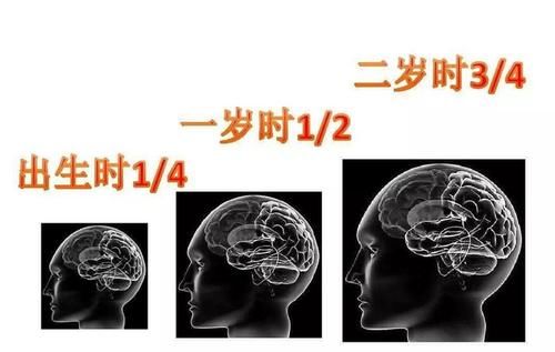 哈佛研究：宝宝刚出生的体重越接近6.5斤，暗示智商可能越高