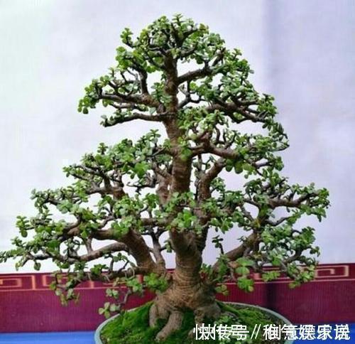 金枝玉叶|养金枝玉叶,了解掌握几个要点,枝干粗壮,长成老桩盆景!