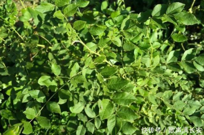  中药|聪明女人冬季养生，黄芪加它这样喝，坚持一个月，健脾胃、补气血