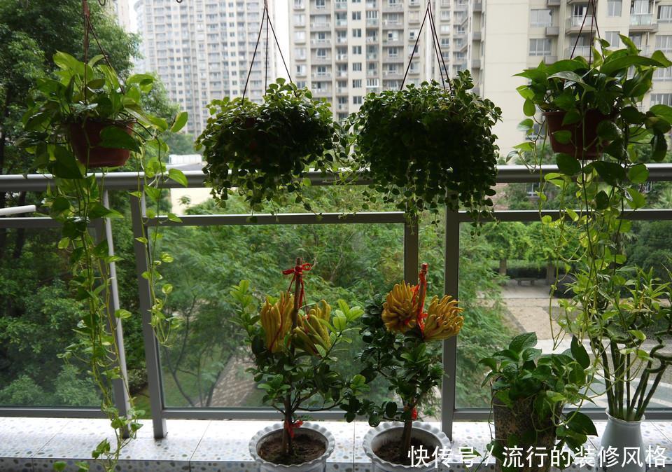 家里吃剩的西瓜皮,先别急着扔,发酵成有机土,养花太好了