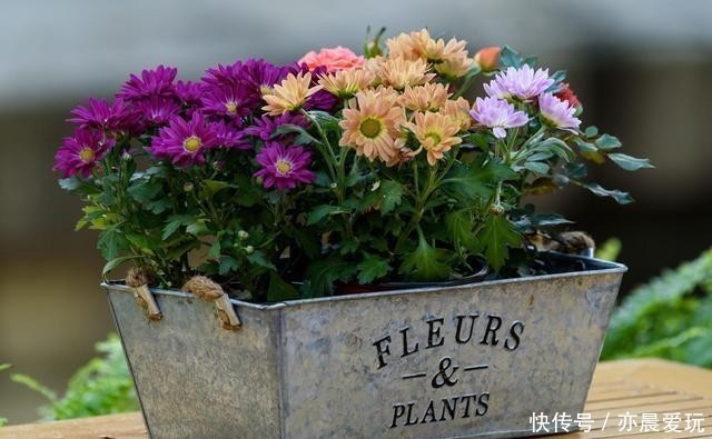  能量|花草体内开花能量“枯竭”，花苞会“诚实”告诉你