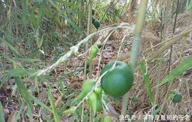 结果|有一种植物,一结果就表示它周围的树也要死亡了!