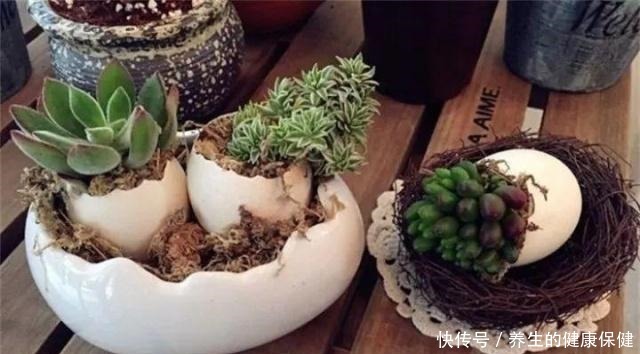 多肉花盆年年买不如换成这种,省钱又实用!多肉花盆年年买不如换成这种,省钱又实用!