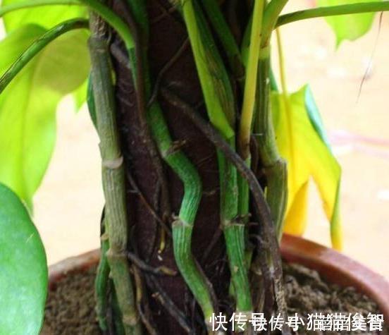 有机质|花盆满是小飞虫？不是大事，花盆撒把它，小虫死翘翘